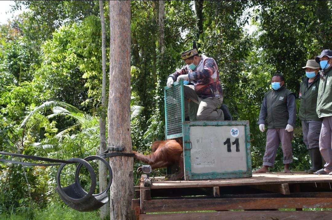 Pemprov Kalteng Perkuat Sinergi Konservasi Orangutan