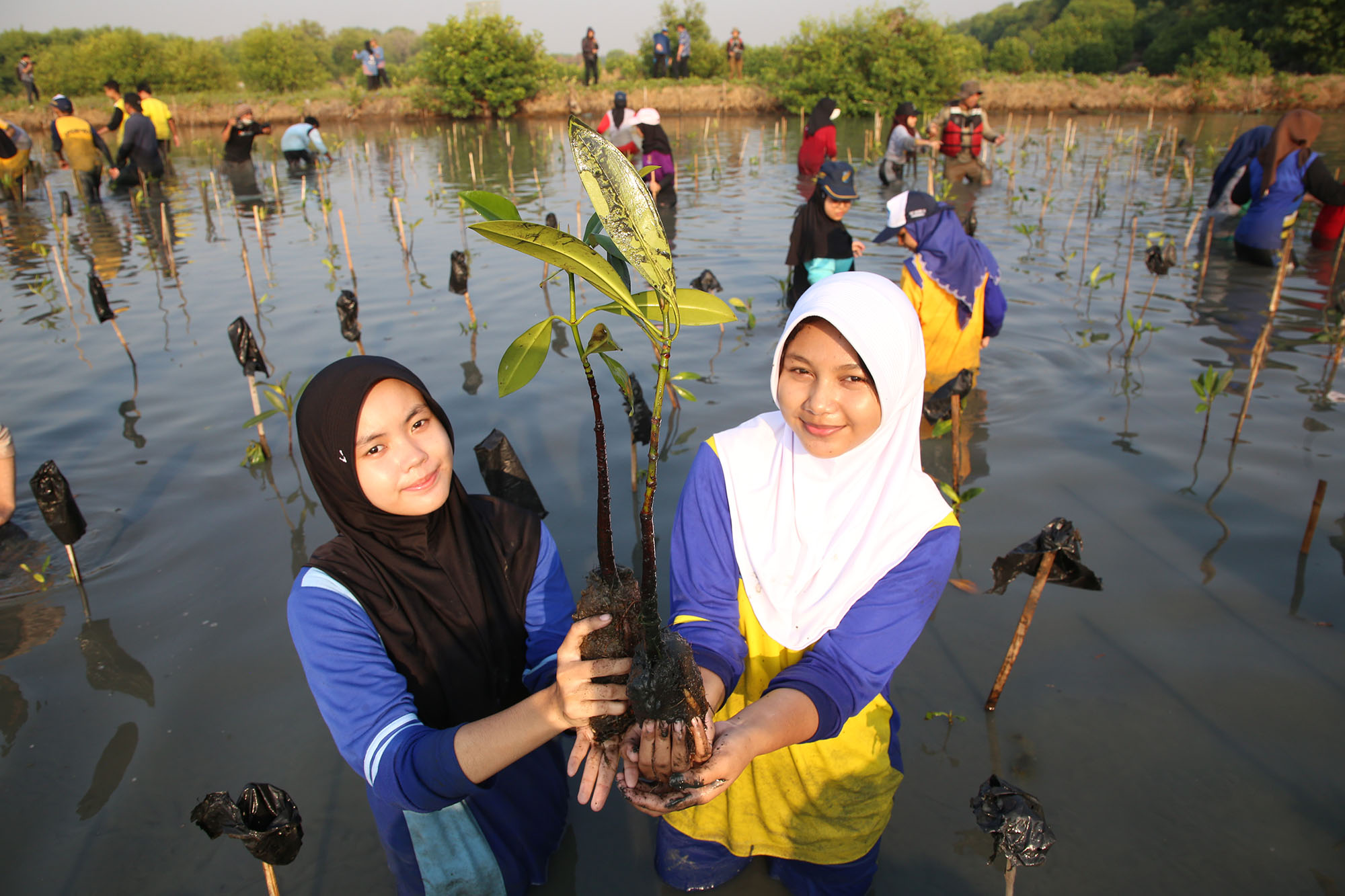 Perkuat Fungsi Riset, BRIDA Surabaya Targetkan KRM Gunung Anyar Miliki 100 Jenis Mangrove